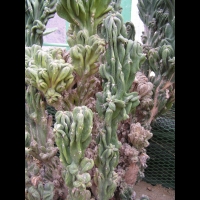 Cereus jamacaru, forme monstrueuse (fam Cactacees) (Bresil) (2)